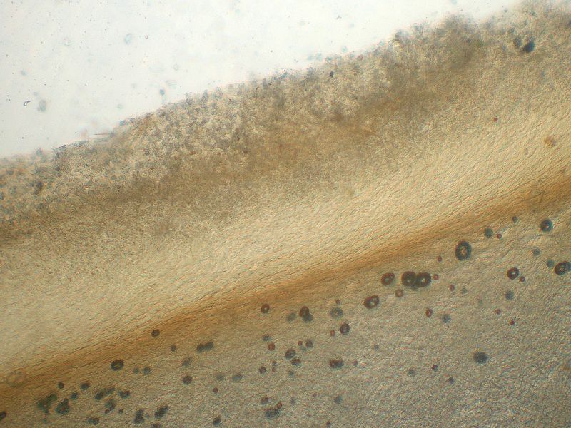Panellus patellaris     (Fr.)      Konrad & Maubl
